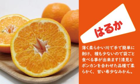 【先行予約】ご家庭用スイートスプリングとはるみセット（５kg）柑橘詰め合わせ フルーツ セット  送料無料 季節の 柑橘 みかん 甘い 人気 ランキング 高評価 ほたるの郷