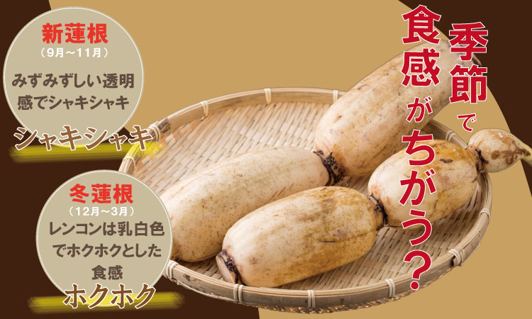 佐賀県産泥付きレンコン（2kg） 有明・潮風ファーム  送料無料 農家直送 九州 佐賀 続々高評価 蓮根 野菜 根菜  サラダ マリネ 佐賀県 小城市