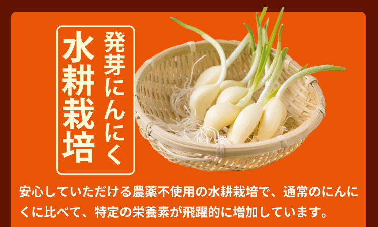発芽ニンニク甘酢漬けセット（３パック） 健康志向 無臭  にんにく 社会福祉 臭いが少ない ニンニク