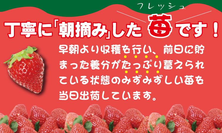 【先行予約令和8年1月配送開始】 佐賀県産いちご「よつぼし」（230g×2パック） しもむら農園 イチゴ 苺  農家直送品 しもむら農園 果物 くだもの フルーツ 人気 ランキング  高評価 送料無料
