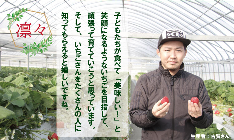 【先行予約令和8年1月配送開始】佐賀ブランド苺「いちごさん」合計500g（250g×2セット）凛々 苺 いちご イチゴ  農家 直送品 果物 くだもの フルーツ 人気 ランキング 高評価