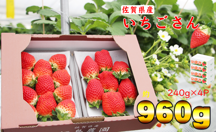 不揃い粒のいちごさん960ｇ（240ｇ×４Ｐ）江島農園 苺 いちご イチゴ 農家 直送品 果物 くだもの フルーツ 人気 ランキング  高評価