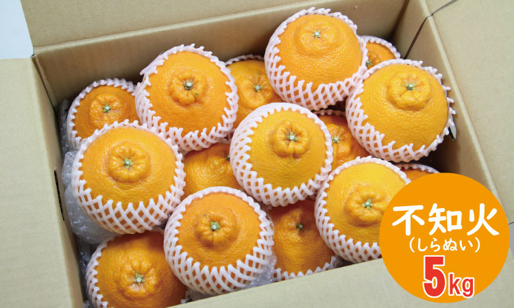 【先行予約】ご家庭用 不知火（しらぬい）５kg 頭のデコが ぽん とした サクサクの甘い食感 みかん　不知火　柑橘 みかん類 ほたるの郷