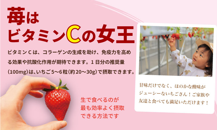 【先行予約令和8年1月配送開始】佐賀県産 いちごさん （ 240g×4P ）有明・潮風ファーム 直送品 果物 くだもの フルーツ 人気 ランキング 高評価 苺 イチゴ