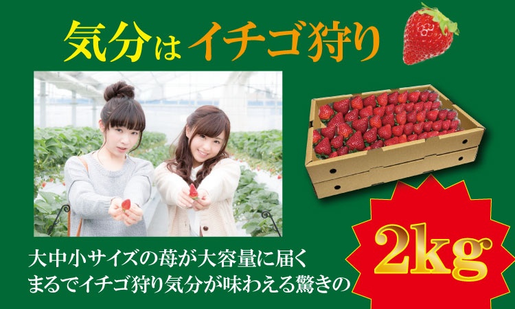 【先行予約令和8年2月配送開始】大容量いちごさん 1kg×２箱（2,000g）ふるかわ農園 イチゴ 大中小 サイズ 優品等級 苺 大量 段ボール配送 加工品用