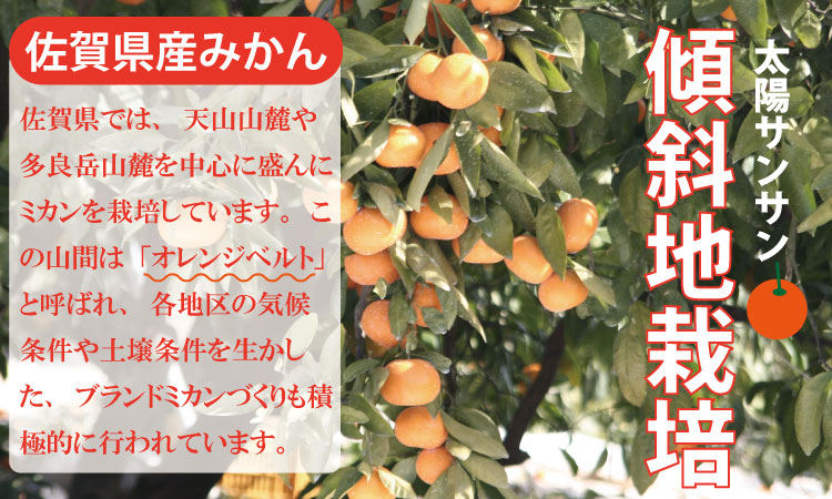 【先行予約】 佐賀県産 みかん（10kg）　潮風ファーム 大津 みかん 柑橘 温州みかん