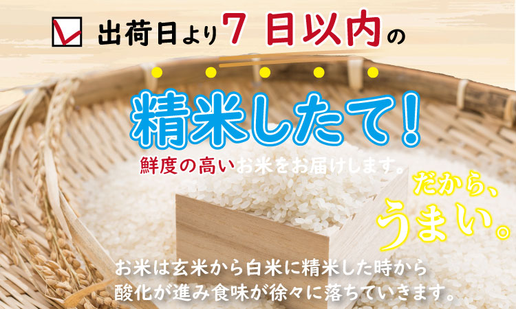 【定期便】(12ヶ月連続お届け)  平石食品直送 お米の定期便 さがびより(5kg X 12回)　毎月発送コース  農家直送