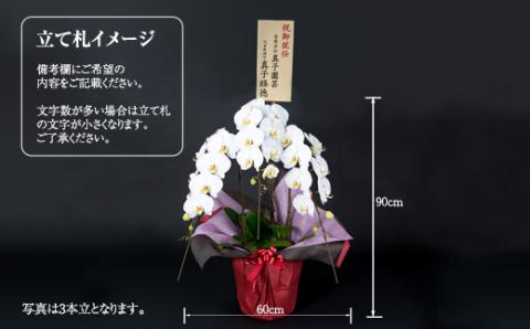 大輪胡蝶蘭（3本立）産地直送便　送料無料 お祝い 贈答用 お誕生日 開店祝 名前入れ可能 立て札OK