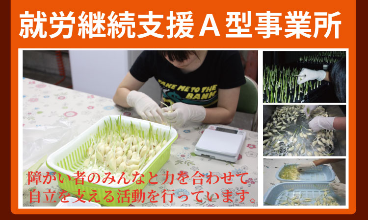 発芽ニンニクのピり辛キムチ漬け（3パック）健康志向 無臭  にんにく 社会福祉 臭いが少ない ニンニク