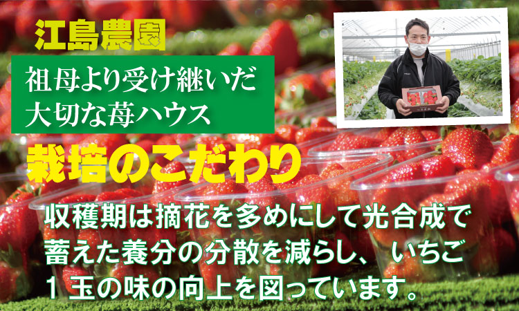 訳あり 不揃い粒の いちごさん 通常サイズ （ 240ｇ×４Ｐ ）960g 江島農園 農家 直送品 果物 くだもの フルーツ