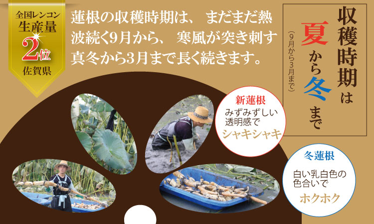 まるごと一本！氷詰めレンコン（1.5～2kg）新鮮な鮮度　れんこん 蓮根 野菜 とれたて 新鮮　おせち きんぴら てんぷら 揚げ物 れんこんチップス 佐賀産 九州産 送料無料 佐賀県 小城市