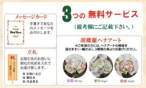 大輪胡蝶蘭（3本立）産地直送便　送料無料 お祝い 贈答用 お誕生日 開店祝 名前入れ可能 立て札OK