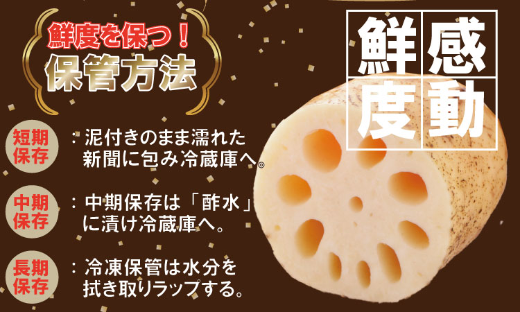 佐賀県産泥付きレンコン（3kg） 有明・潮風ファーム  送料無料 農家直送 九州 佐賀 続々高評価 蓮根 野菜 根菜  サラダ マリネ 佐賀県 小城市