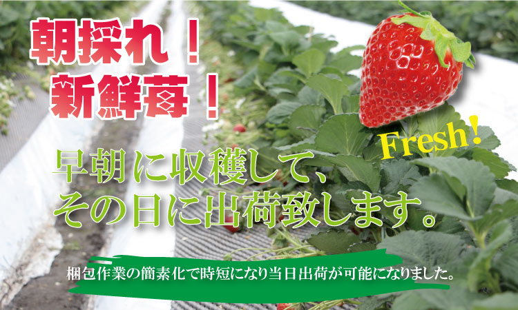 訳あり 不揃い粒の いちごさん 通常サイズ （ 240ｇ×４Ｐ ）960g 江島農園 農家 直送品 果物 くだもの フルーツ