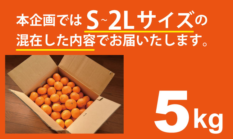 【先行予約】 佐賀県産 みかん（5kg）　潮風ファーム 大津 みかん 柑橘 温州みかん