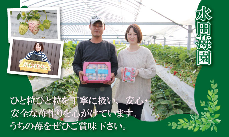 【先行予約令和8年1月配送開始】淡雪＆パールホワイト（各１パック）220g×2（合計440g）農家直送 水田苺園　農家 直送品 果物 くだもの フルーツ 人気 ランキング 高評価 苺 イチゴ
