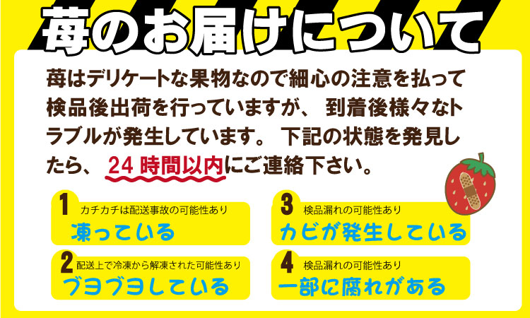 【先行予約令和8年1月配送開始】佐賀県産 いちごさん （ 240g×4P ）有明・潮風ファーム 直送品 果物 くだもの フルーツ 人気 ランキング 高評価 苺 イチゴ