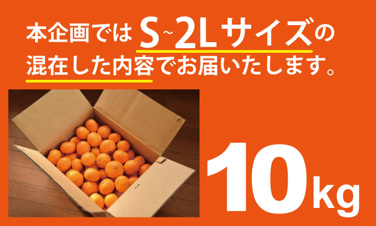 【先行予約】 佐賀県産 みかん（10kg）　潮風ファーム 大津 みかん 柑橘 温州みかん