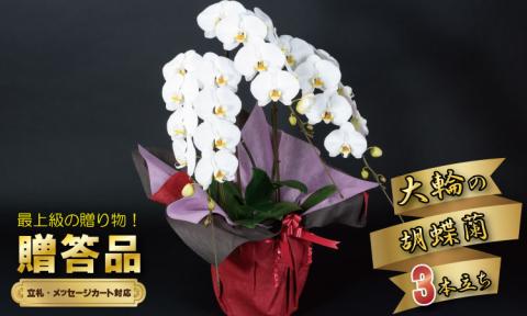 大輪胡蝶蘭（3本立）産地直送便　送料無料 お祝い 贈答用 お誕生日 開店祝 名前入れ可能 立て札OK