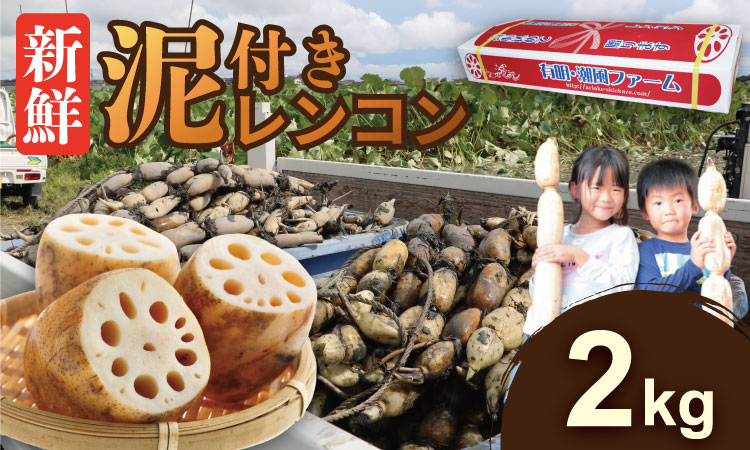 佐賀県産泥付きレンコン（2kg） 有明・潮風ファーム  送料無料 農家直送 九州 佐賀 続々高評価 蓮根 野菜 根菜  サラダ マリネ 佐賀県 小城市