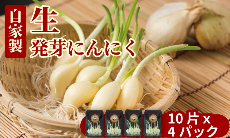水耕栽培ニンニクセット（４パック） 健康志向 無臭  にんにく 社会福祉 臭いが少ない ニンニク