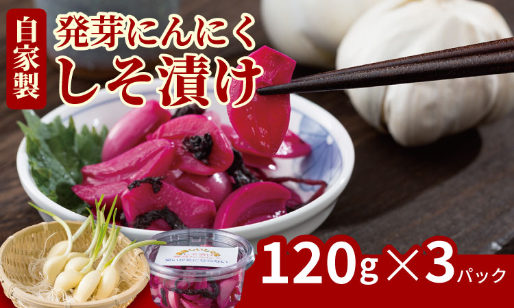 発芽ニンニクしそ漬けセット（３パック） 健康志向 無臭  にんにく 社会福祉 臭いが少ない ニンニク