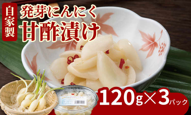 発芽ニンニク甘酢漬けセット（３パック） 健康志向 無臭  にんにく 社会福祉 臭いが少ない ニンニク