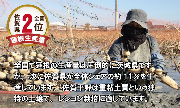 大人気！佐賀県産泥付きれんこん（3kg） もりながファーム  送料無料 農家直送 九州 佐賀 続々高評価 蓮根 野菜 根菜  サラダ マリネ