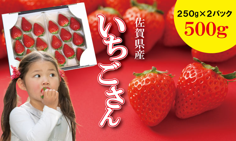 【先行予約令和8年1月配送開始】佐賀ブランド苺「いちごさん」合計500g（250g×2セット）凛々 苺 いちご イチゴ  農家 直送品 果物 くだもの フルーツ 人気 ランキング 高評価