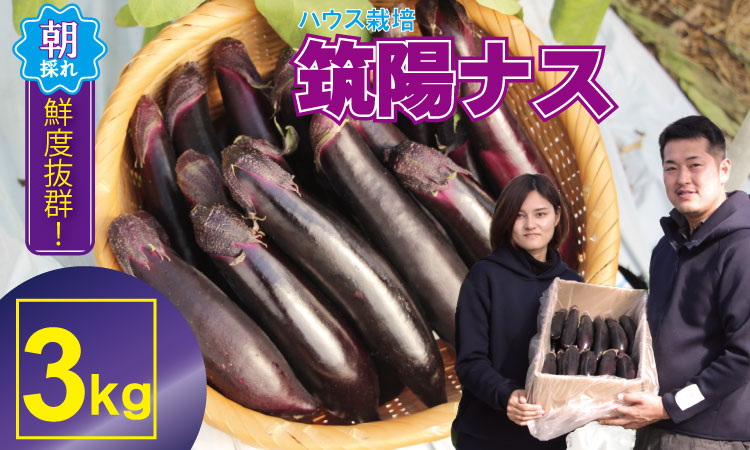 【先行予約】小城市産 筑陽ナス （3kg） 朝採れ 新鮮 ハウス栽培 茄子 煮物 揚げ物 焼き なす 農家直送 新鮮 野菜