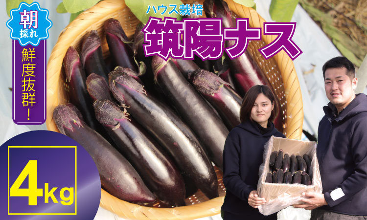 【先行予約】小城市産 筑陽ナス （4kg） 朝採れ 新鮮 ハウス栽培 茄子 煮物 揚げ物 焼き なす 農家直送 新鮮 野菜