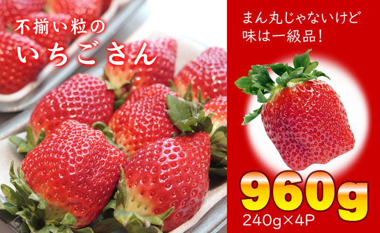 不揃い粒のいちごさん960ｇ（240ｇ×４Ｐ）江島農園 苺 いちご イチゴ 農家 直送品 果物 くだもの フルーツ 人気 ランキング  高評価