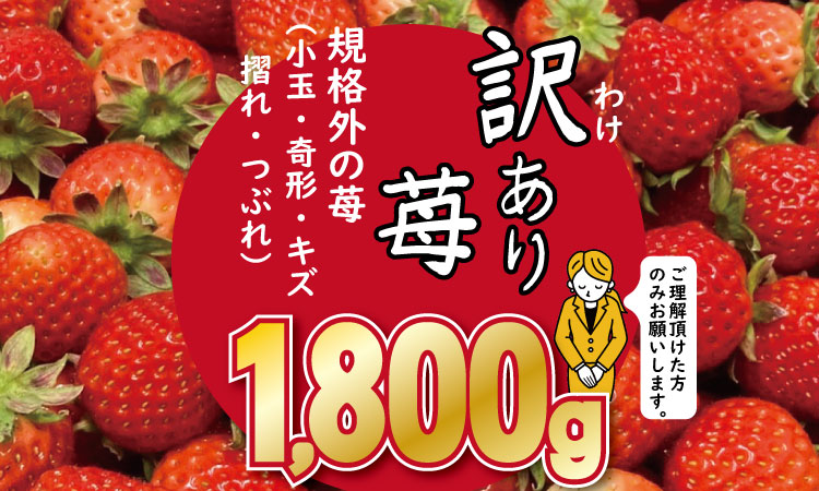 【先行予約令和8年2月配送開始】訳あり苺（1.800g）ふるかわ農園 いちごさん 苺　送料無料 農家直送品 果物 くだもの フルーツ ランキング 苺 イチゴ
