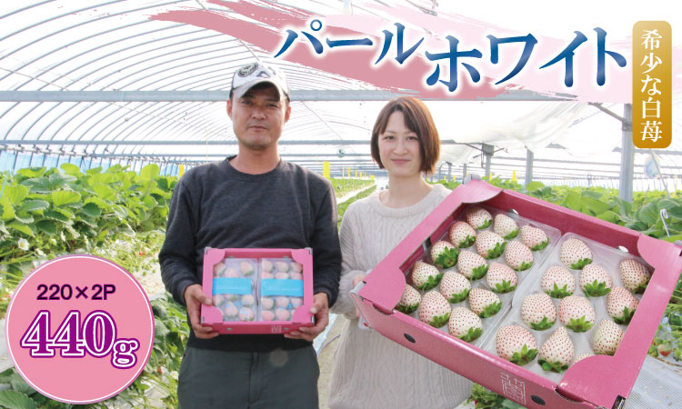 【先行予約令和8年1月配送開始】白いちご パールホワイト （2パック）220g×2（合計440g）　佐賀県産　希少な白苺 ホワイトイチゴ 水田苺園　送料無料 農家直送品 果物 くだもの フルーツ 人気 ランキング  高評価 苺 イチゴ いちご