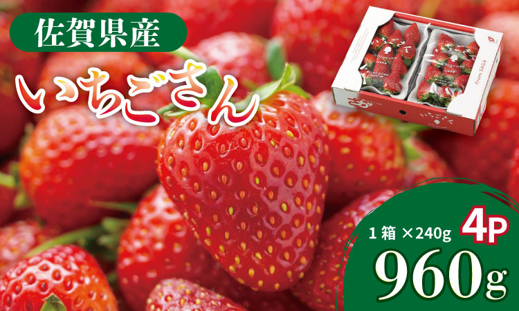 【先行予約令和8年1月配送開始】佐賀県産 いちごさん （ 240g×4P ）有明・潮風ファーム 直送品 果物 くだもの フルーツ 人気 ランキング 高評価 苺 イチゴ
