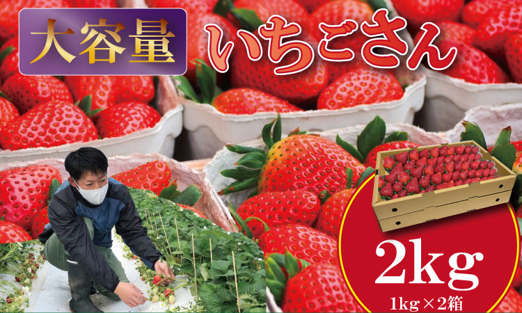 【先行予約令和8年2月配送開始】大容量いちごさん 1kg×２箱（2,000g）ふるかわ農園 イチゴ 大中小 サイズ 優品等級 苺 大量 段ボール配送 加工品用