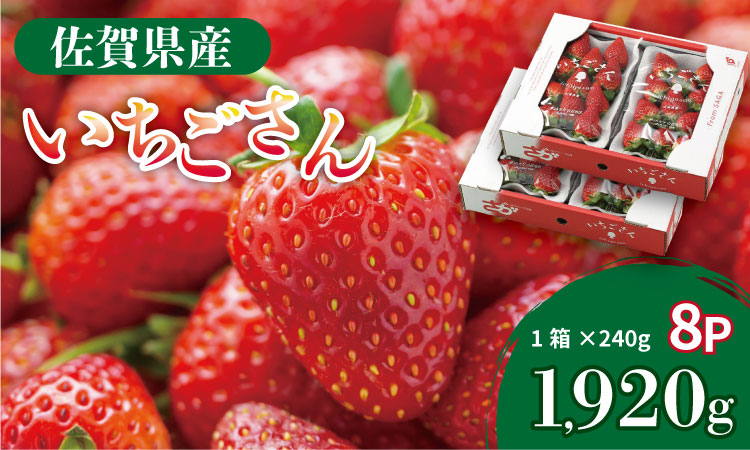 【先行予約令和8年1月配送開始】佐賀県産 いちごさん （ 240g×8P ）有明・潮風ファーム 直送品 果物 くだもの フルーツ 人気 ランキング 高評価 苺 イチゴ