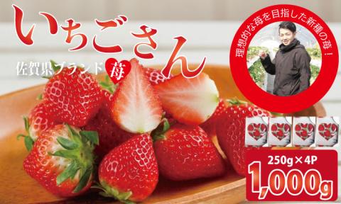 [先行予約(1月から順次出荷] 佐賀ブランド苺 いちごさん(250g×4P)なかはら農園 イチゴ いちご 農家直送 苺 イチゴ 果物 くだもの フルーツ 人気 ランキング 高評価