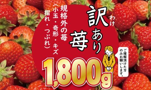 [先行予約(2月より随時出荷)] 訳あり苺(1.800g)ふるかわ農園 いちご 苺 送料無料 農家直送品 果物 くだもの フルーツ 人気 ランキング 高評価 苺 イチゴ