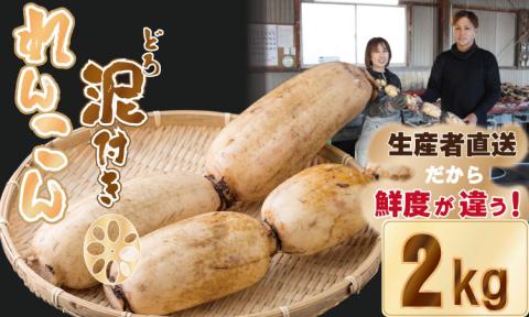 大人気!佐賀県産泥付きれんこん(2kg) もりながファーム 送料無料 農家直送 九州 佐賀 続々高評価 蓮根 野菜 根菜 サラダ マリネ