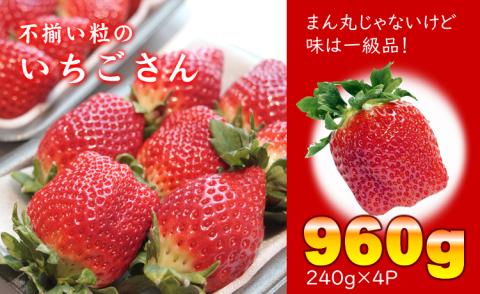 [先行予約(1月から順次出荷] 不揃い粒のいちごさん960g(240g×4P)江島農園 苺 いちご イチゴ 農家 直送品 果物 くだもの フルーツ 人気 ランキング 高評価