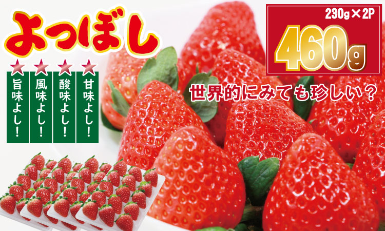 [先行予約(1月から順次出荷] 佐賀県産いちご「よつぼし」(230g×2パック) しもむら農園 イチゴ 苺 農家直送品 しもむら農園 果物 くだもの フルーツ 人気 ランキング 高評価 送料無料