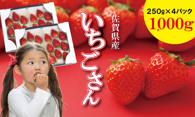 [先行予約(1月から順次出荷] 佐賀ブランド苺「いちごさん」合計1,000g(250g×4セット)凛々苺 いちご イチゴ 農家直送品 果物 くだもの フルーツ 人気 ランキング 高評価 送料無料