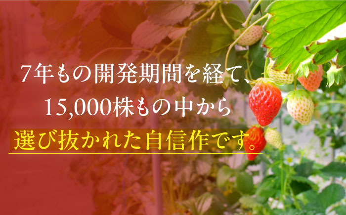 【先行予約】いちごさん　約240ｇ×4パック【JAさが】 [NCR001] いちご イチゴ 苺 ブランド苺