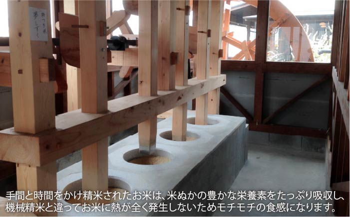 【12回定期便】 令和7年産 佐賀県産 さがびより 5kg【一粒】NAO041