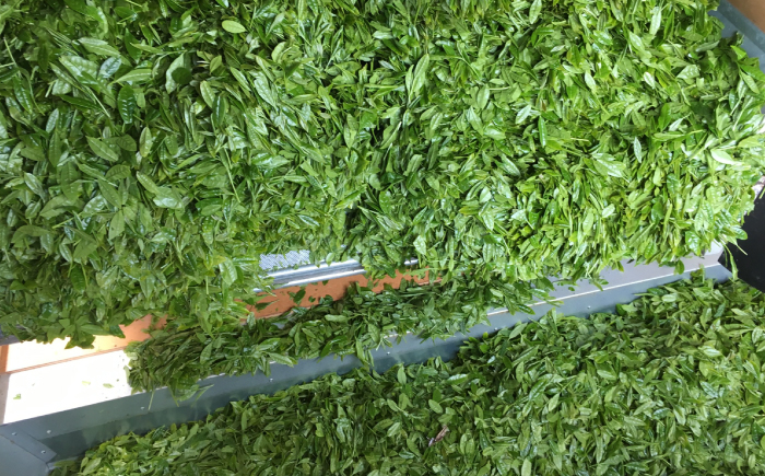 うれしの紅茶 生産者 KJセット 【うれしの紅茶振興協議会】 NAP003