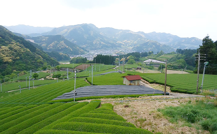 うれしの紅茶 5種 飲み比べセット B【うれしの紅茶振興協議会】 [NAP006]