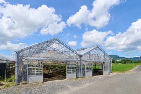 【先行受付11月20日より発送 数量・期間限定】鉢花 シクラメン ピンク 6号鉢 【鉢花 シクラメン 冬のギフト ふるさと納税】(H069111)