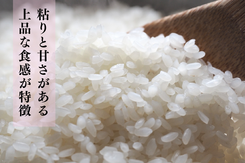 【令和7年産 新米 先行受付】ひよくもち5kg【ひよくもち もち米 九州 肥沃 食感 お餅 赤飯 おこわ ちまき 美味しい】(H061843)