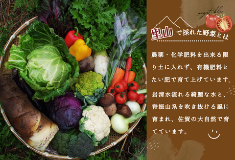 年間定期便12回 里山で採れた野菜セットラージ 16品 【有機野菜 おまかせ野菜セット イタリア野菜 西洋野菜 定期便】(H078110)